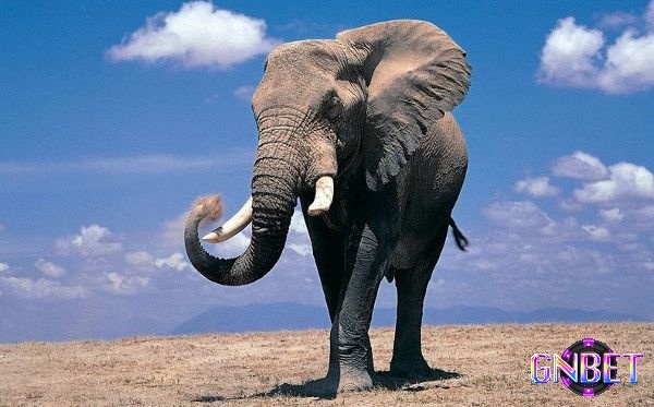 Giải mã giấc mơ thấy voi mang tới dự báo theo bối cảnh 